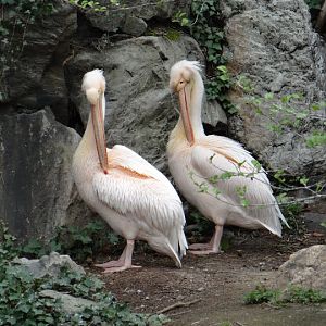 Pelecanus onocrotalus