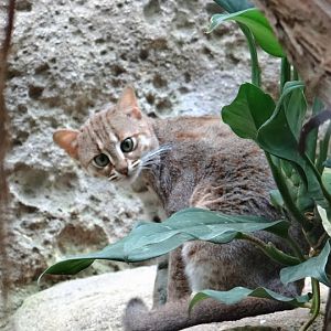 Felis rubiginosus phillipsi