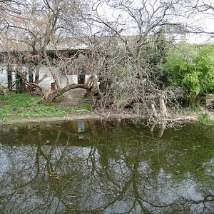 Paddock of Panthera tigris sumatrae