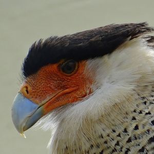 Polyborus plancus cheriway