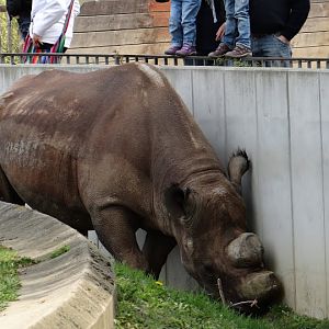 Diceros bicornis minor