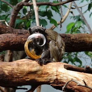 Saguinus imperator subgriscensis