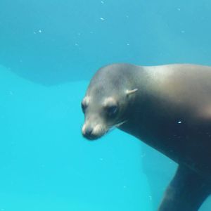 American Trail- Sea Lion