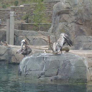 American Trail- Brown Pelicans