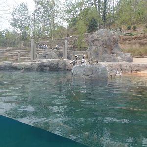 American Trail- California Sea Lion/Brown Pelican Exhibit