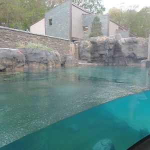 American Trail- California Sea Lion/Brown Pelican Exhibit