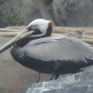 American Trail- Brown Pelican