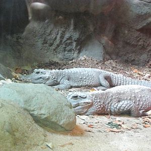 Tropics Trail Dwarf Crocodile