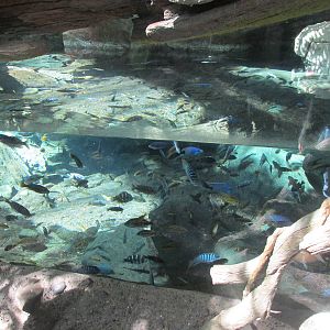 Tropics Trail Cichilds