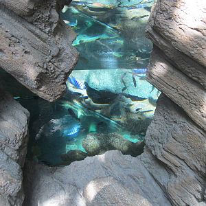 Tropics Trail Africa