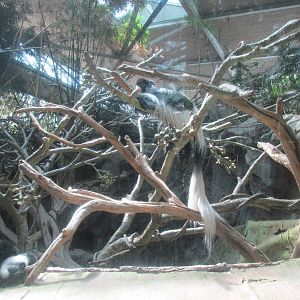 Tropics Trail Colobus Monkey Exhibit