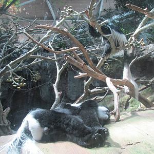 Tropics Trail Colobus Monkey