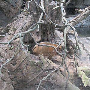 Tropics Trail Red River Hog