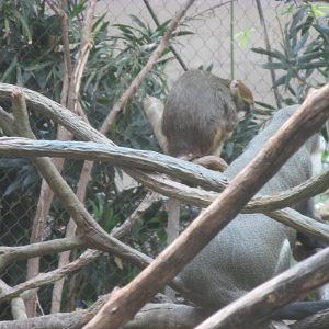 Tropics Trail DeBrazza Monkey