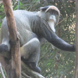 Tropics Trail DeBrazza Monkey
