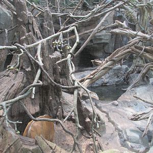 Tropics Trail Mixed Species Exhibit