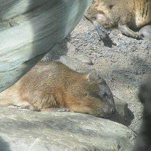 Tropics Trail Rock Hyrax