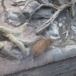 Tropics Trail Red River Hog