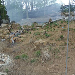 American Trail- Gray Wolf Exhibit