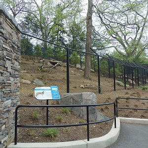 American Trail- Gray Wolf Exhibit