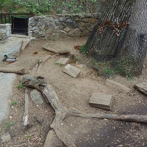 American Trail- Beaver/Merganser Exhibit