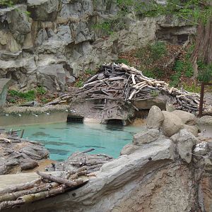 American Trail- Beaver/Merganser Exhibit
