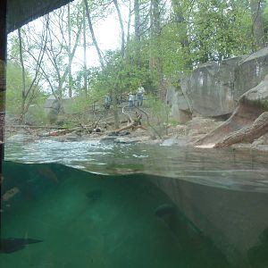 American Trail- North American River Otter Exhibit