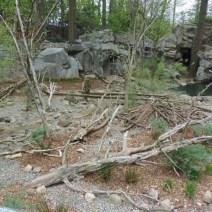 American Trail- North American River Otter Exhibit