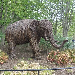 Elephant Trails- Willow Branch Elephant Bull