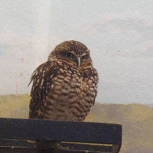 Small Mammal House- Burrowing Owl