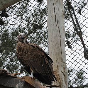 Lappet-faced vulture / Torgos tracheliotus negevensis