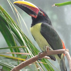 Green Aracari
