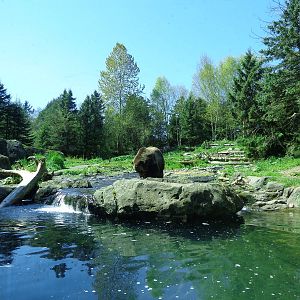 Grizzly Bear Exhibit