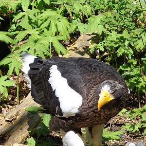 Stellar's Sea Eagle #1
