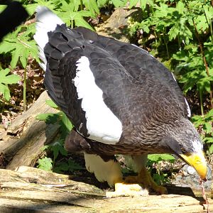 Stellar's Sea Eagle #2