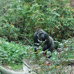 Western Lowland Gorilla #1