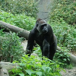 Western Lowland Gorilla #2