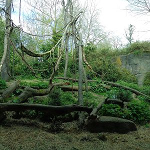 Western Lowland Gorilla Exhibit