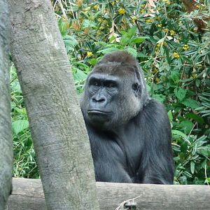 Western Lowland Gorilla #3