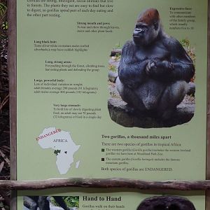 Signage: Meet the Western Lowland Gorilla