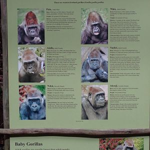 Singage: Gorilla Group #1