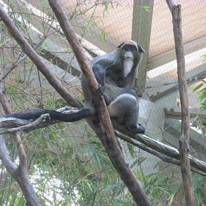 Tropics Trail DeBrazza Monkey