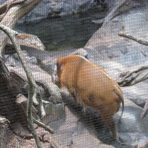 Tropics Trail Red River Hog