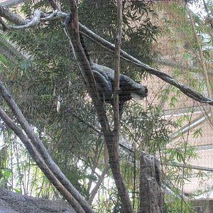 Tropics Trail DeBrazza Monkey