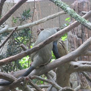 Tropics Trail DeBrazza Monkey