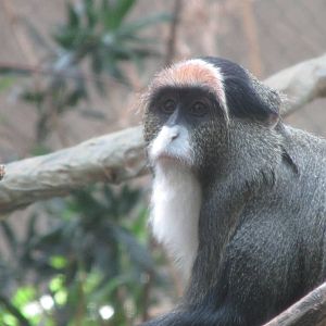 Tropics Trail DeBrazza Monkey