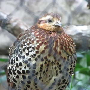 Tropics Trail Partridge