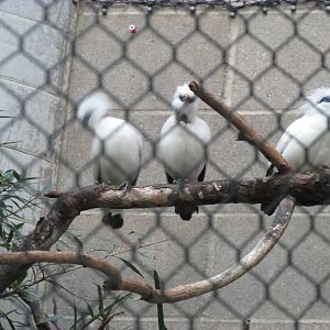 Tropics Trail Bail Mynah