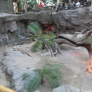 Tropics Trail Komodo Exhibit