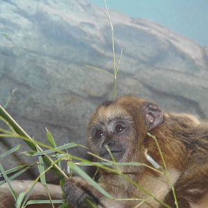 Small Mammal House- Black Howler Monkey Baby